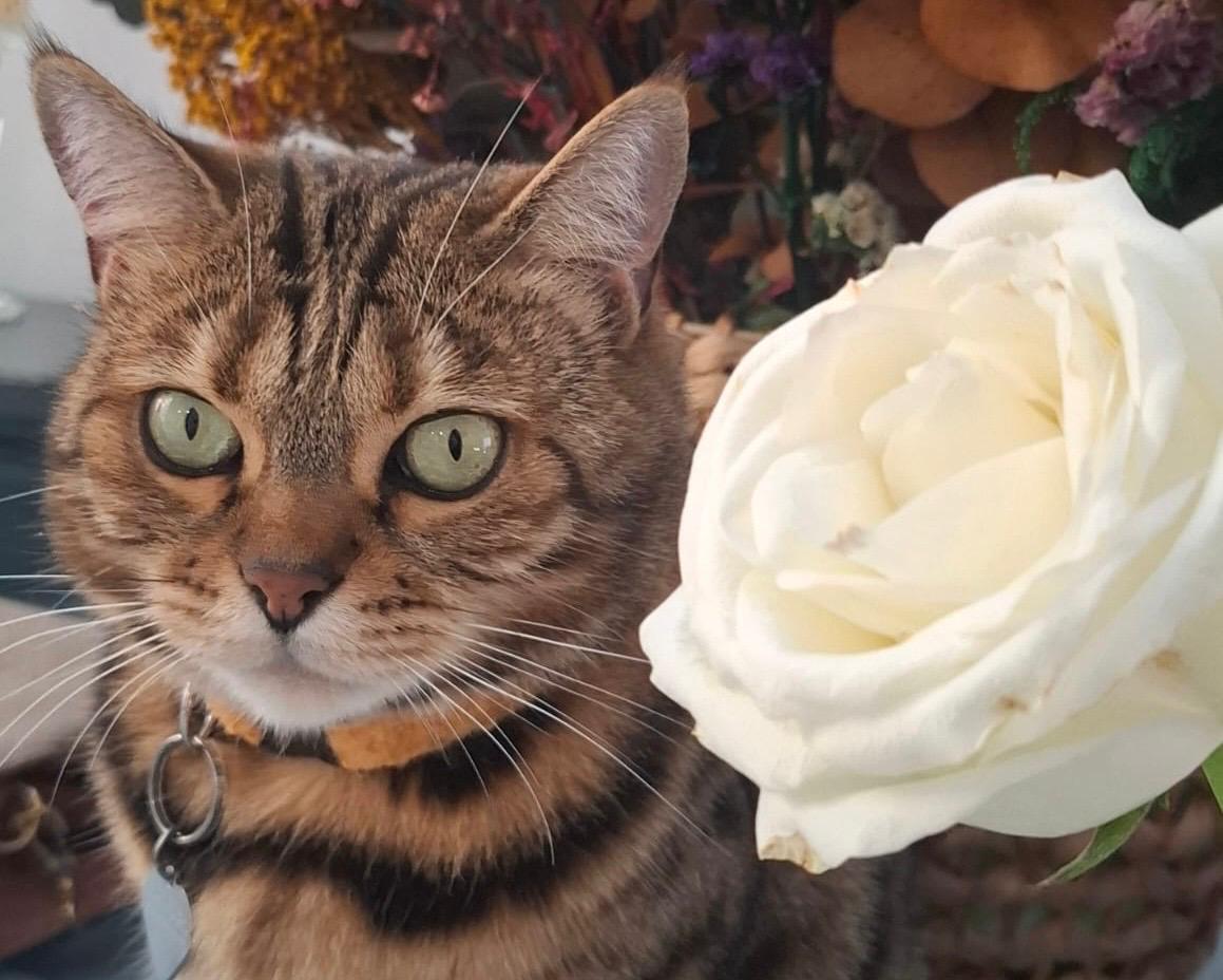 Nikita, mascota e inspiración de Bengalí
